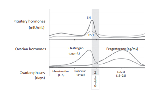 Hormonas implicadas ciclo menstrual 